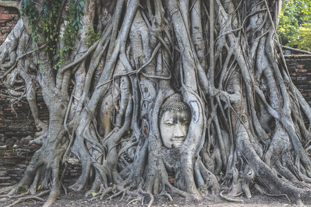 Buddha head in tree roots in Wat Mahathat in Ayutthaya Thailandの写真素材