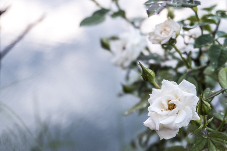 White rose flower with blurred water in lake backgroundの写真素材