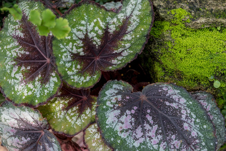 Green nature plant garden with grass stone and moss in outdoor natural sceneの写真素材