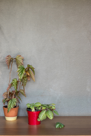 Green trees in small pots placed on a wooden table in front of the room wall. Decoration with house plant.の写真素材
