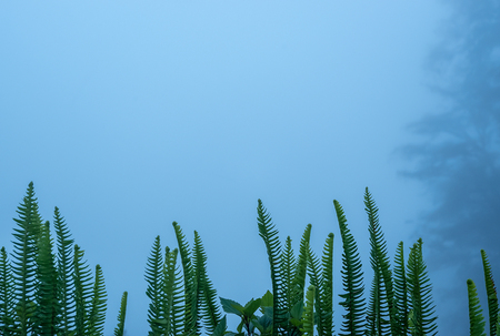 Green plant with fog on the forest with dense trees.の写真素材