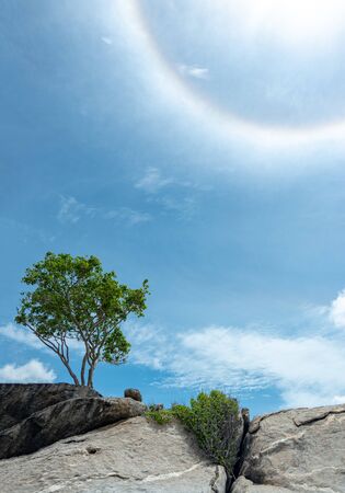 Alone tree on the top of stone mountain with beautiful sun halo in blue sky background - Imageの写真素材