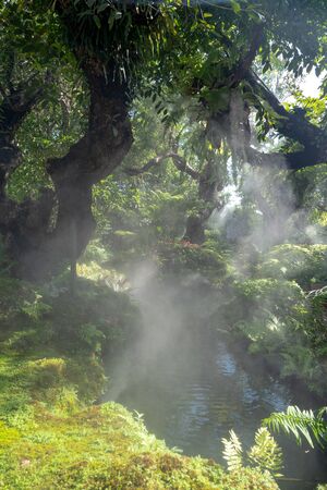 Decorated the flower garden with steam. Beautiful forest with pond and smoke.の写真素材