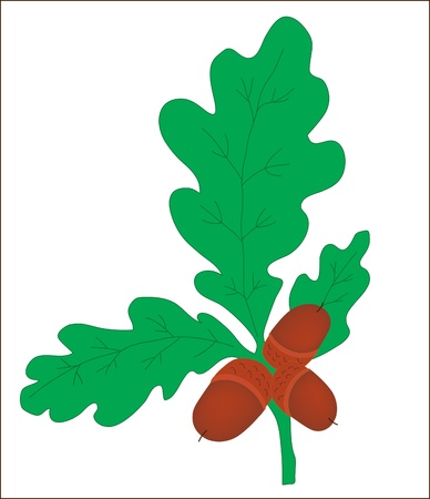 Background. A plant. A branch of an oak with acornsのイラスト素材