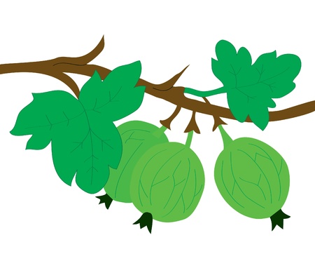 Fruit background. A branch with a gooseberry and leavesのイラスト素材