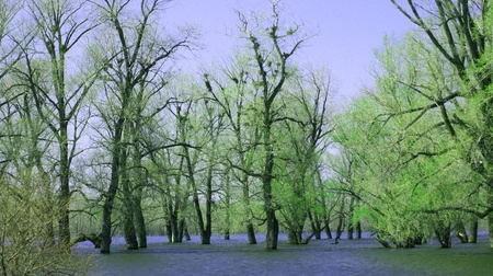 Spring background. A spring landscape. The flooded trees                    の写真素材