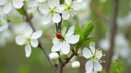 Background. A beautiful blossoming cherry with ladybirds                      の写真素材