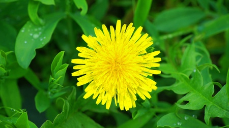 Background. A beautiful yellow dandelion                      
