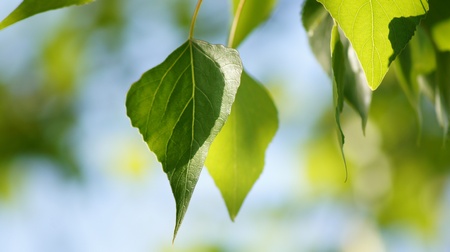 The nature. Green sheet of a birch on a branch.           の写真素材