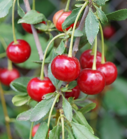Branch with a ripe juicy cherry.               の写真素材