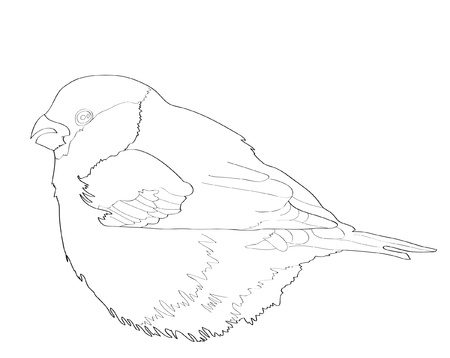 Silhouette of a sparrow fluffy.のイラスト素材