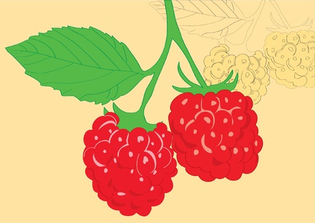 Sprig of juicy raspberries.のイラスト素材