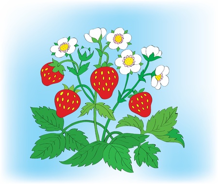Bush of a blossoming strawberry with berries.のイラスト素材