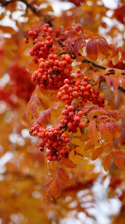 Large branches with a red mountain ash.                    の写真素材