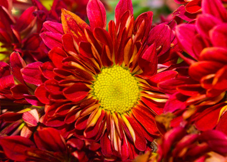 chrysanthemun flowerの写真素材