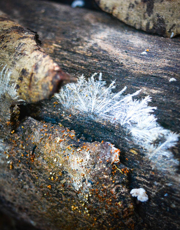 mold fungusの写真素材