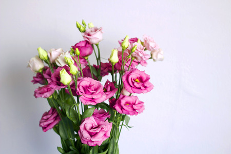 A bouquet of pink blooming rose flowers against a white wall.の写真素材