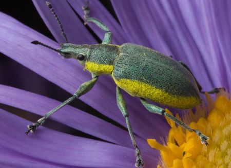 beetle weakensの写真素材