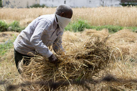 Dehradun, Uttarakhand/India - September 06 2020: A Man covering his face working in paddy fields.のeditorial素材