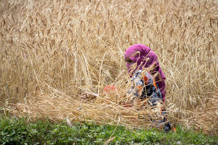 Dehradun, Uttarakhand/India - September 06 2020:Women working in paddy fields, covering her face.のeditorial素材