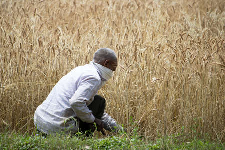 Dehradun, Uttarakhand/India - September 06 2020:A Man covering his face working in paddy fields.のeditorial素材