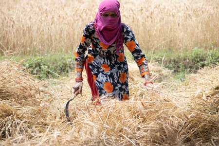 Dehradun, Uttarakhand/India - September 06 2020:Women working in paddy fields, covering her face.のeditorial素材