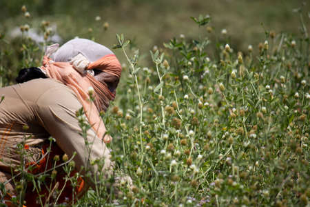 Dehradun, Uttarakhand/India - September 10 2020:A women working in fields covered his face due to pandemicのeditorial素材