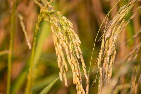 Paddy crop in India. India is one of the worlds largest producers of rice, including white rice and...