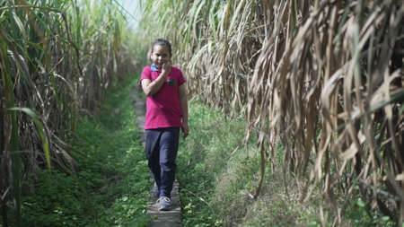 An Indian boy morning schedule, walking in a sugarcane field, in a grass field, playing with the grass. High-quality imageの写真素材