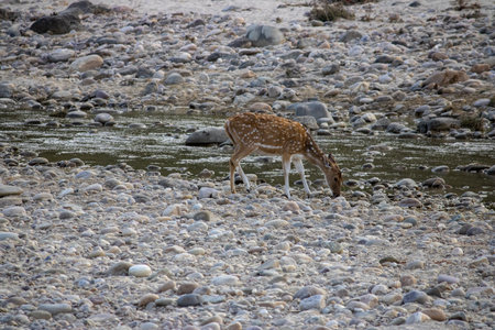 Uttarakhands natural haven, where the graceful views of deer.High quality imageの写真素材