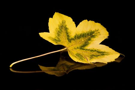 Golden Leafの写真素材