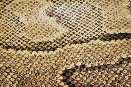 Textures – Snakeskin #04