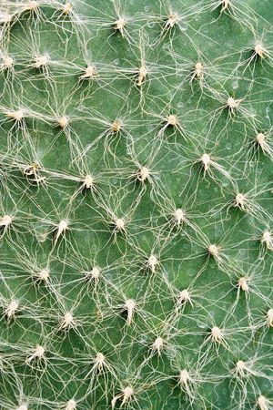 Textures - Cactusの写真素材