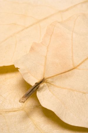 Autumn Background