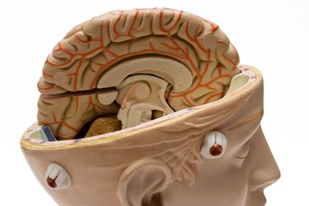 Human Brain (Close View)