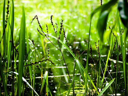 Fresh morning forestの写真素材