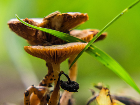 Macro mushroomsの写真素材