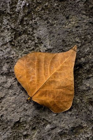 Single solitary autumn leaf fallen to the ground.の写真素材
