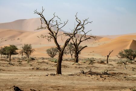 dead tree in the Namib desertの写真素材