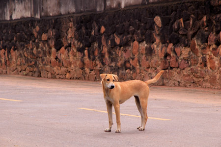 dog on street old stone wall backgroundの写真素材