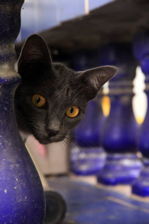 Texture of a Gray catの写真素材