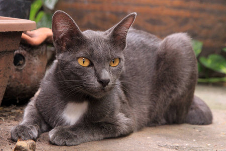 Texture of a Gray catの写真素材