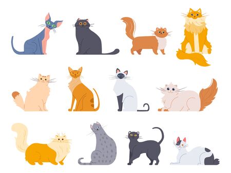 Cat breeds. Cute fluffy cats, maine coon, bobtail, siamese cat and funny sphynx cat, breeds pets isolated illustration icons set. Flat vector kittens bundleのイラスト素材