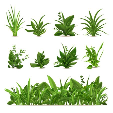 Realistic grass bushes. Green fresh plants, garden seasonal spring and summer greens and herbs, botanical sprout vector isolated set. Natural lawn meadow bushes, floral vegetation borderのイラスト素材