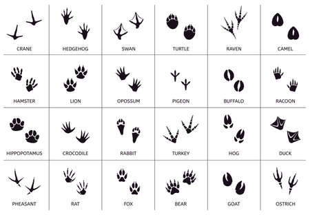 Animals footprint. Animal, birds and reptile foot marks, wild animals paw silhouettes, mammals walking paw tracks vector illustration set. Footprint bear, hamster and camel, pigeon and buffaloのイラスト素材
