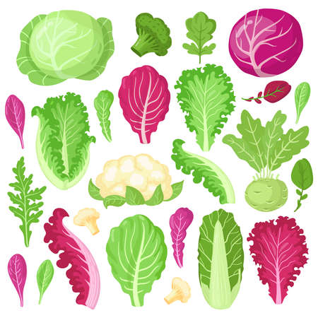 Cartoon cabbage. Cauliflower, kale, broccoli and lettuce leaves, organic vegetarian diet salad greens, garden cabbage vector illustration set. Healthy fresh products with vitamins for cookingのイラスト素材