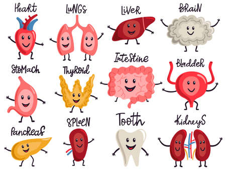 Healthy body organs. Internal human organs characters, biology medicine healthy lungs, liver, bladder, kidneys and heart vector illustration set. Human anatomy or physiology, treatmentのイラスト素材