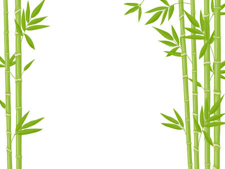 Bamboo background. Asian fresh green bamboo stalks, natural bamboo plant backdrop, stick plants with foliage vector illustration. Natural tree branches with leaves, ecological chinese plantsのイラスト素材