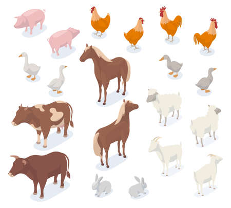 Isometric farm animals, 3d pig, cow, chicken, goat and horse. Agricultural farm animals and birds, dog and ship vector illustration set. Farm domestic animalsのイラスト素材