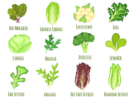 Vegetable lettuce. Salad cabbage, green spinach leaves and cartoon broccoli vector setのイラスト素材